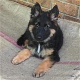 gsd rescue south