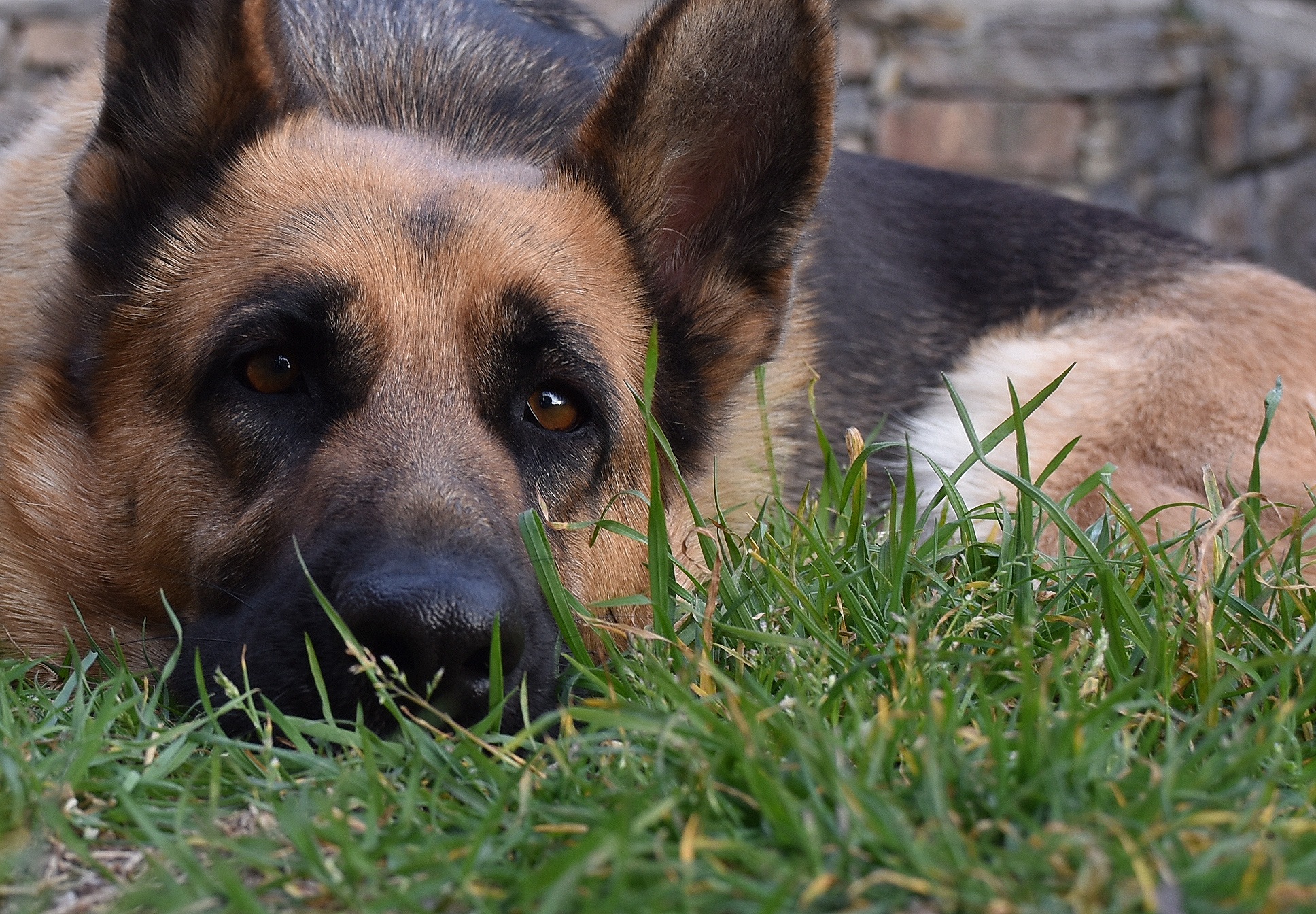 Donate for German Shepherd dogs