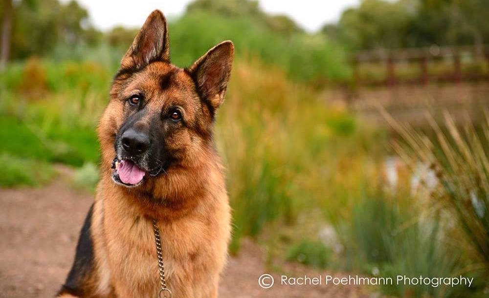 Adopt a German Shepherd dog
