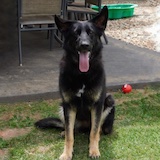 Adopt a German Shepherd dog