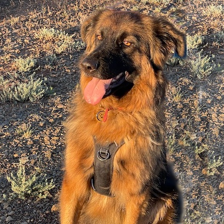 Adopt a German Shepherd dog