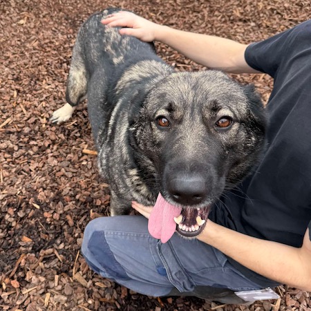 Adopt a German Shepherd dog