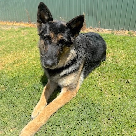 Adopt a German Shepherd dog