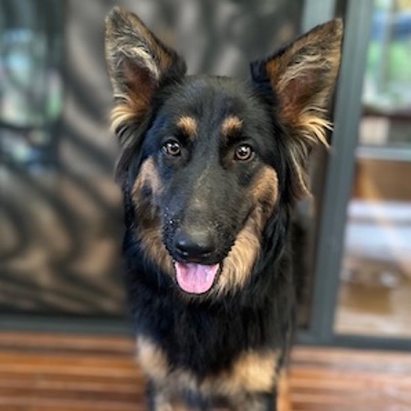 Adopt a German Shepherd dog