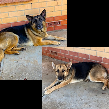 Adopt a German Shepherd dog