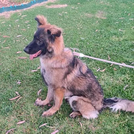 Adopt a German Shepherd dog