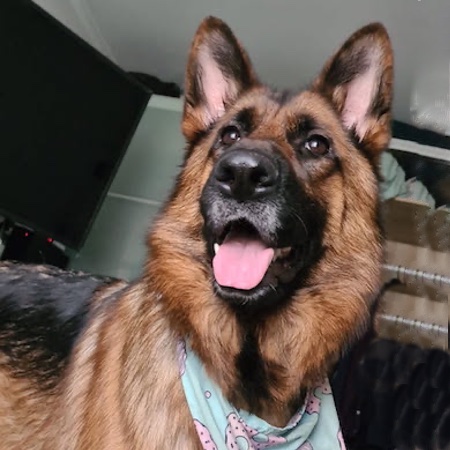 Adopt a German Shepherd dog