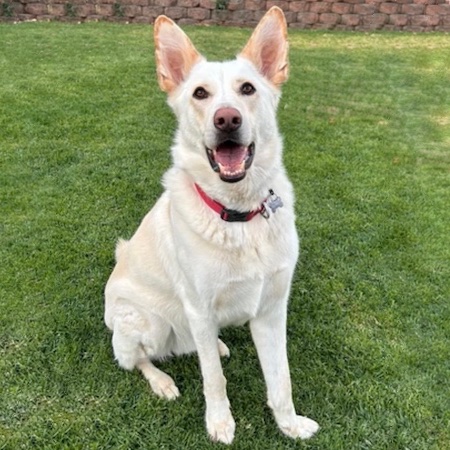 Adopt a German Shepherd dog