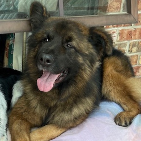 Adopt a German Shepherd dog