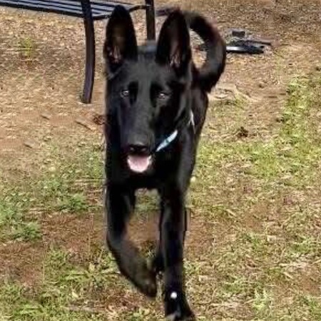 Adopt a German Shepherd dog
