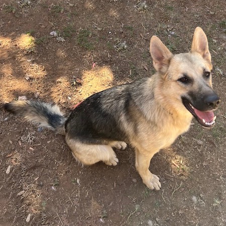 Adopt a German Shepherd dog