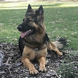 Adopt a German Shepherd dog