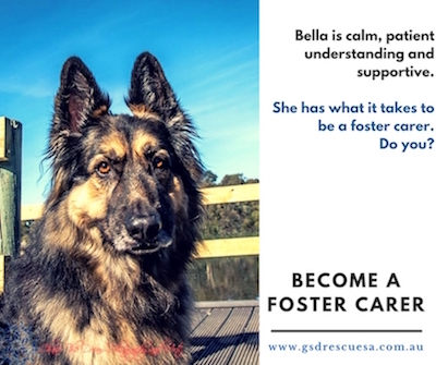 Foster a German Shepherd dog