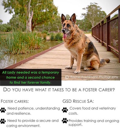 Foster a German Shepherd dog