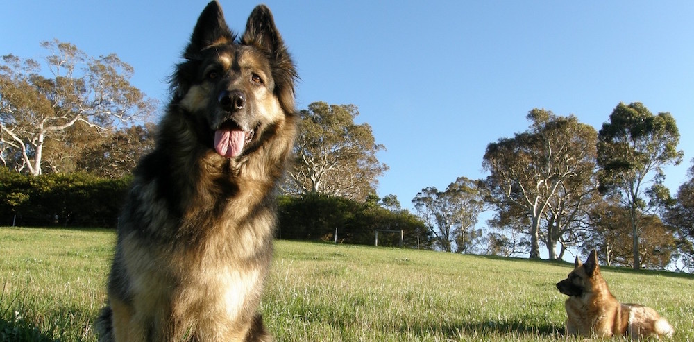 Volunteer for German Shepherd Dog Rescue South Australia
